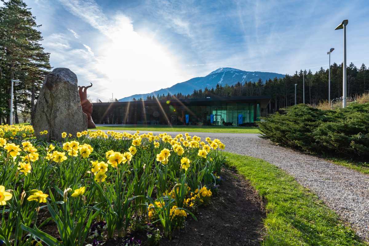 Gelbe Frühlingsblumen vor dem Congresspark Igls, Sonnenlicht und Berge im Hintergrund.